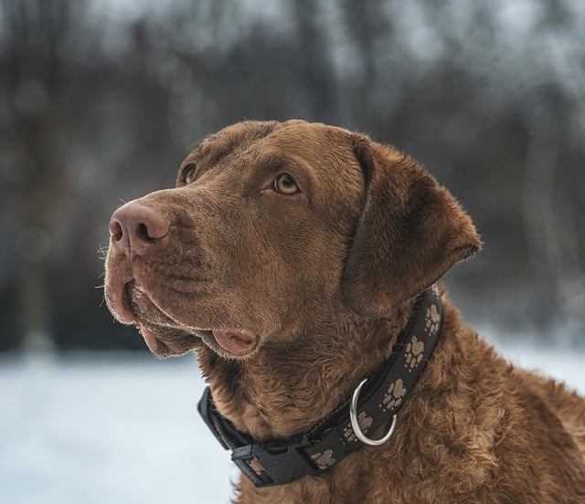 Artrose bij honden: symptomen, behandeling en preventie